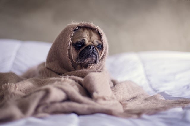 CBD products for pets are available from Nutrifarmacy in Pittsburgh's North Hills