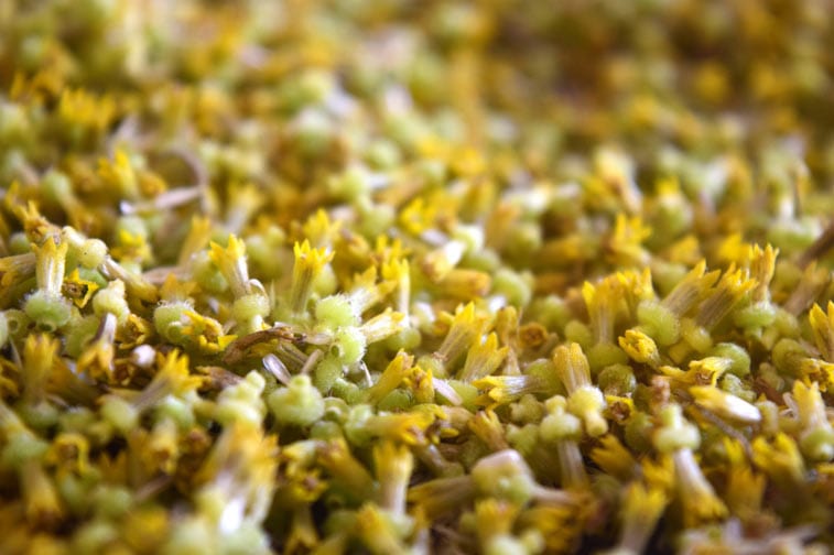 sunflower pollen