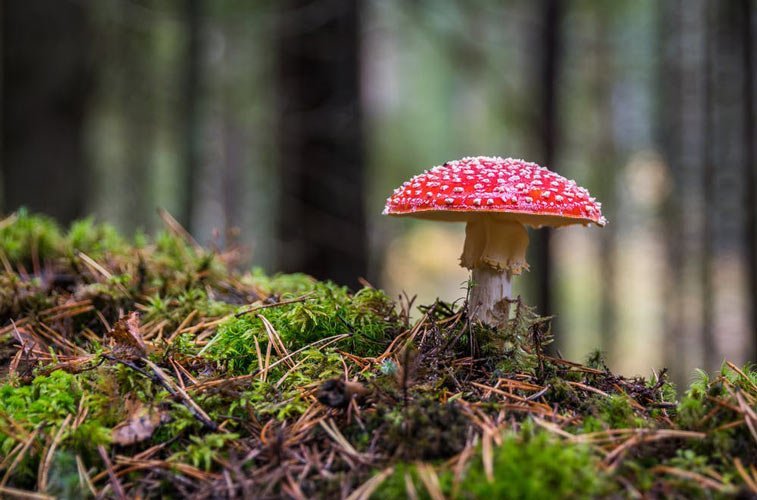 a red mushroom, not a representation of the fungus we're discussing here though