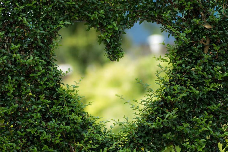 a heart trimmed out of a hedge