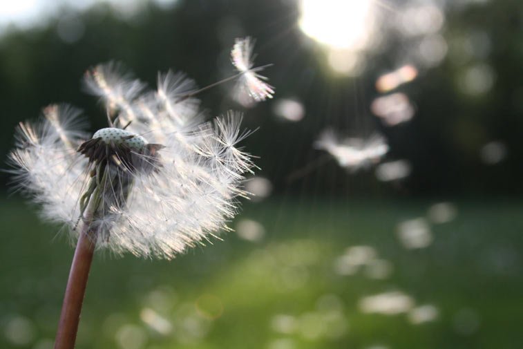 dandelion seeds blowing through the air